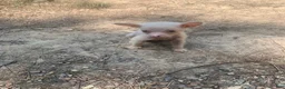 Chinese Crested dogs for sale: White HH boy  - Ad 5