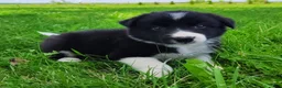 Border Collie dogs for sale: Giligan  - Ad 6