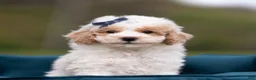 Maltipoo dogs for sale: Marley - Ad 2