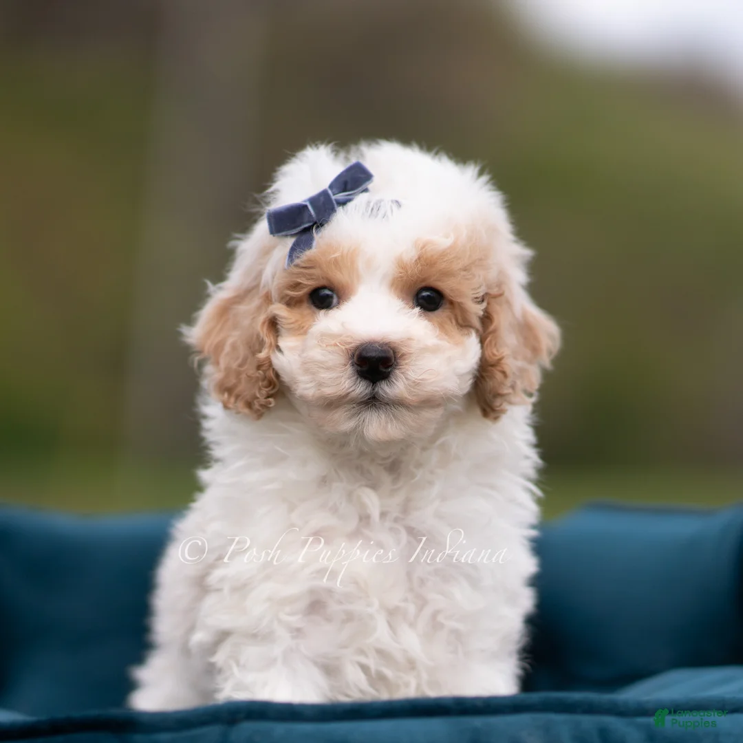 Maltipoo dogs for sale: Marley - Ad 2