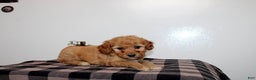 Mini Goldendoodle dogs for sale: Dexton - Ad 1