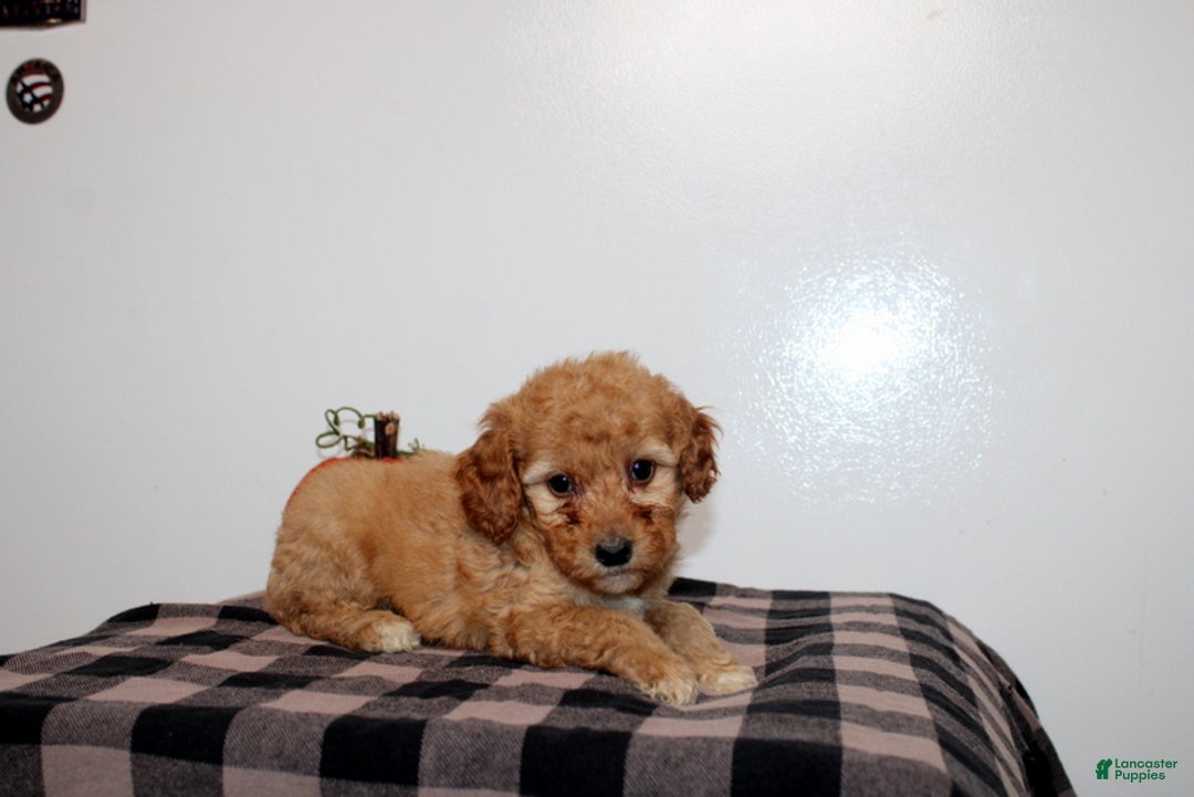 Mini Goldendoodle dogs for sale: Dexton - Ad 1