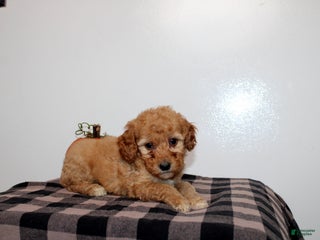 Mini Goldendoodle dogs - Ad 39