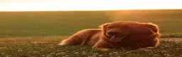 Golden Retriever dogs for sale: Azlan - Ad 8