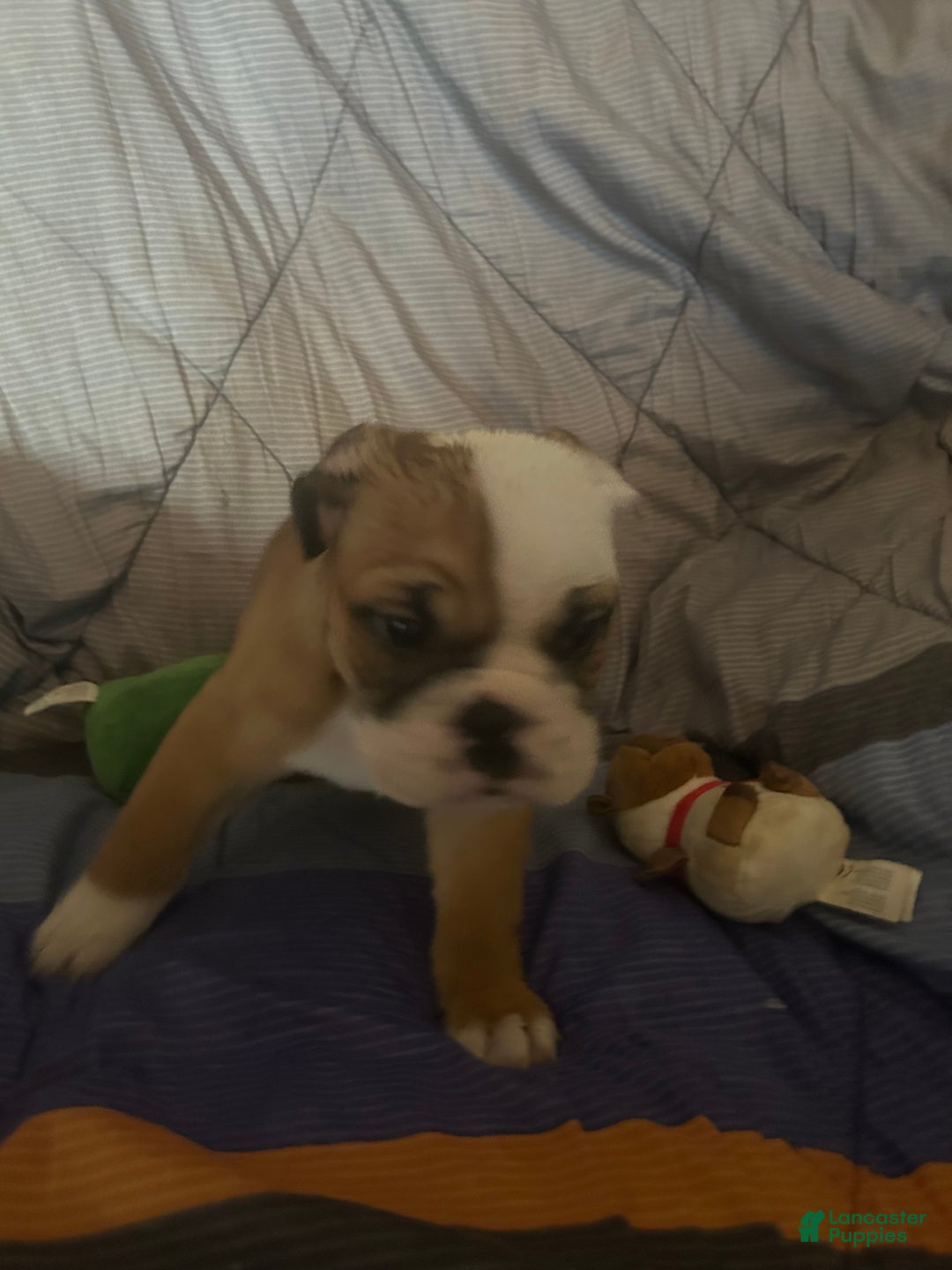 English Bulldog dogs for sale: Jaquard - Ad 3