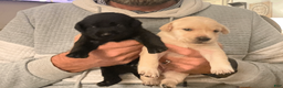 Labrador Retriever dogs for sale: Haystack- Orange collar - Ad 9