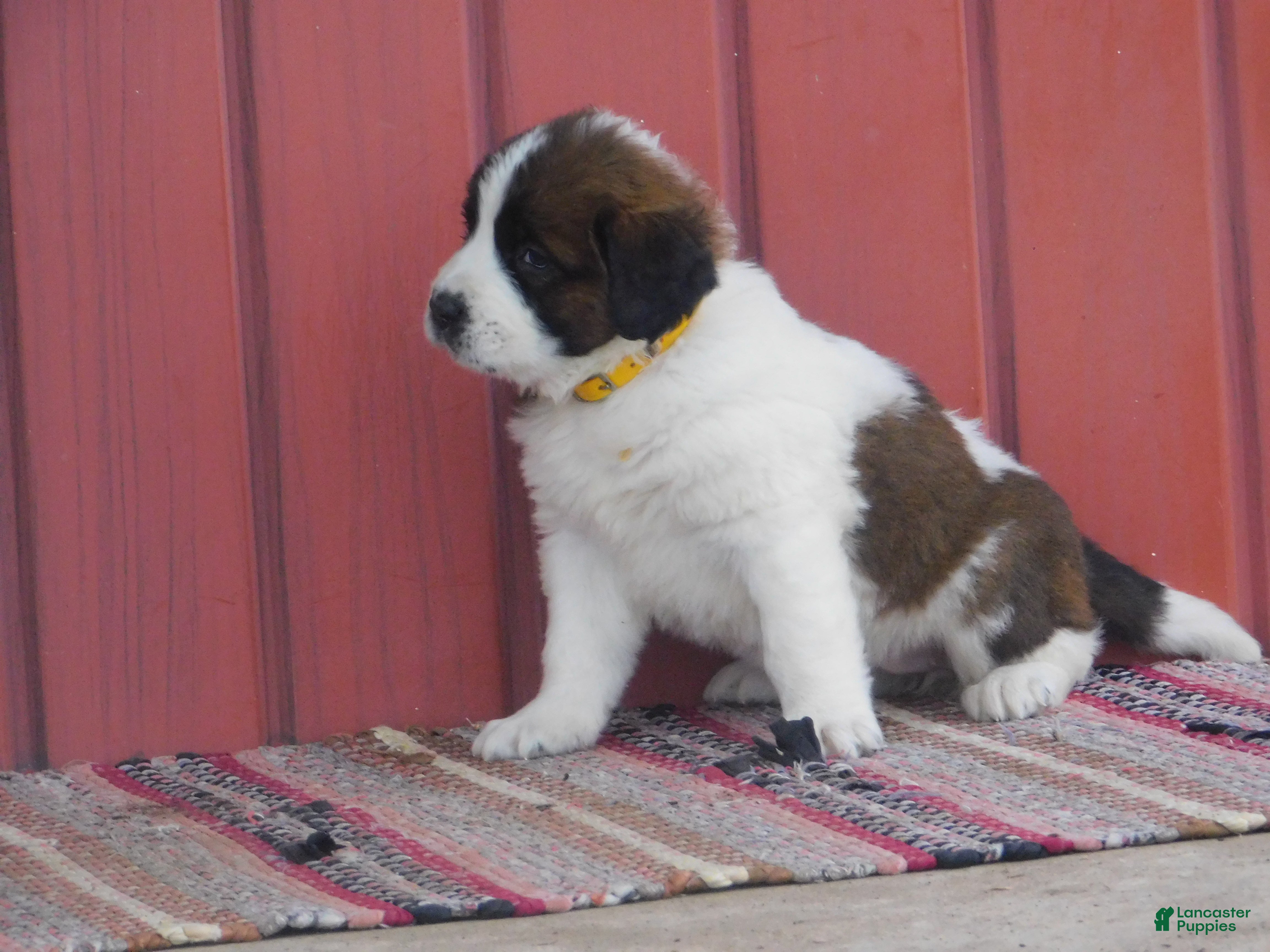 Saint Bernard dogs Lexus - Ad 1