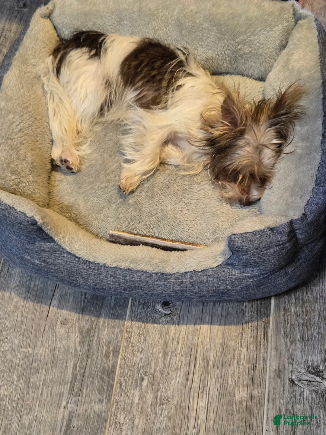 Yorkshire Terrier dogs for sale: Yorkshire Terrier Puppy 1 - Ad 4