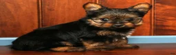 Yorkshire Terrier dogs for sale: Dunkin - Ad 9
