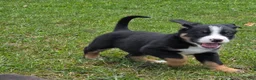 Mixed Breed dogs for sale: Mixed Breed Puppy 7 - Ad 2