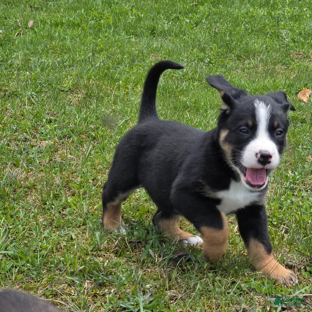 Mixed Breed dogs for sale: Mixed Breed Puppy 7 - Ad 2
