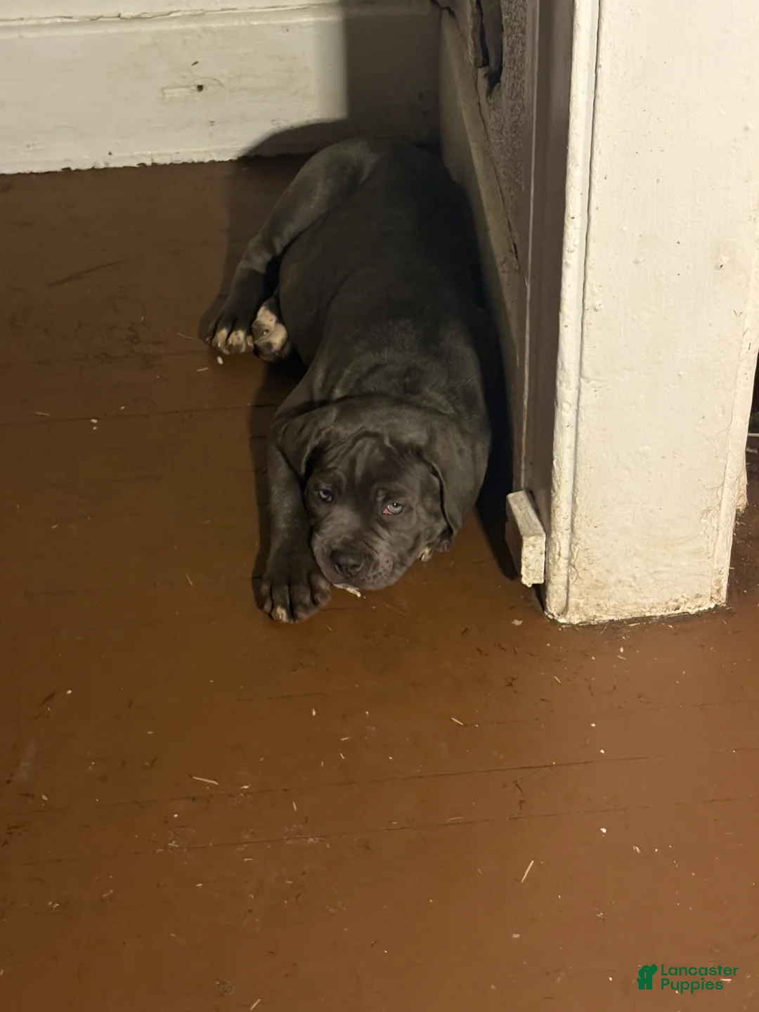 Cane Corso dogs for sale: Cane Corso Puppy 3 - Ad 2
