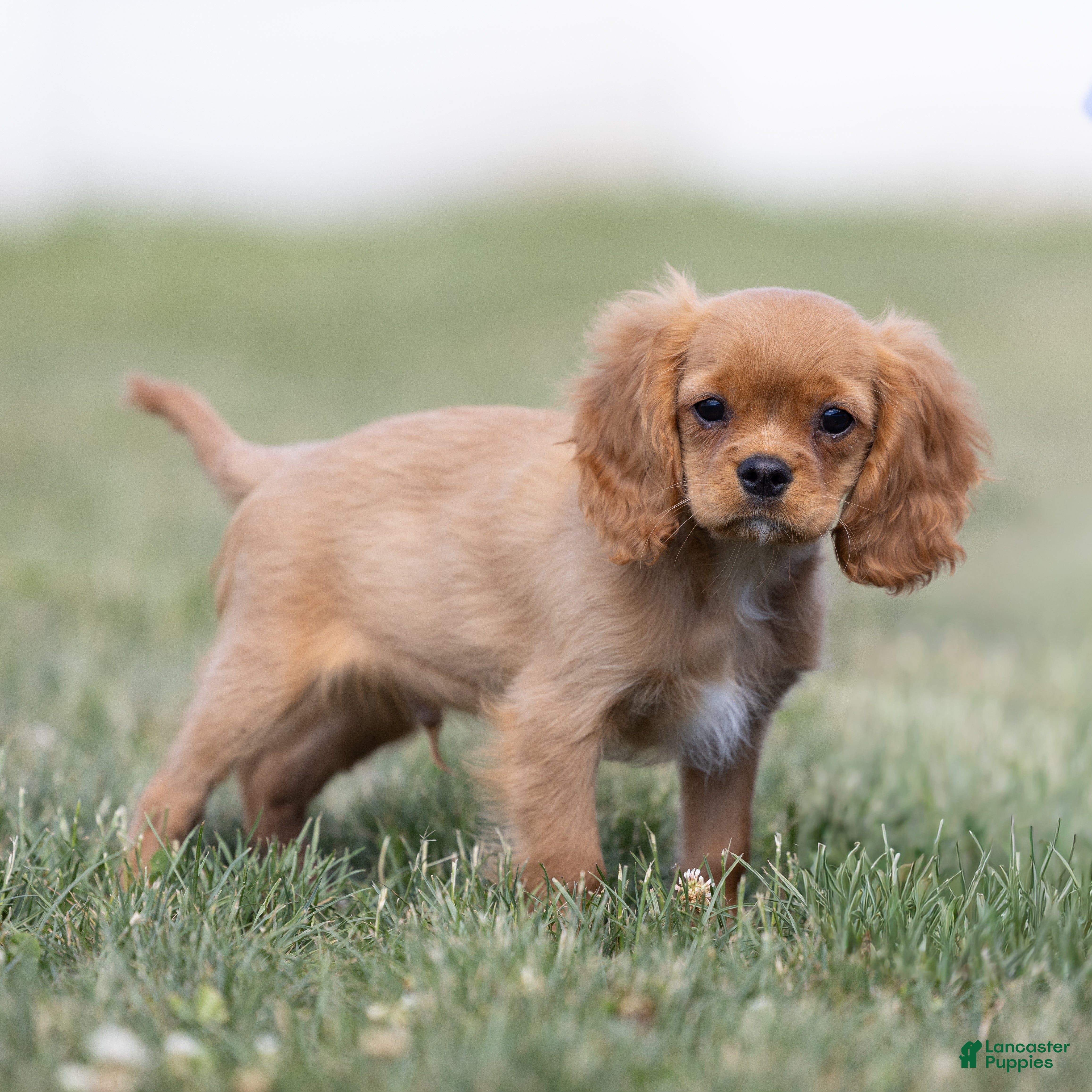 Cavalier King Charles Spaniel dogs Zephyr - Ad 1