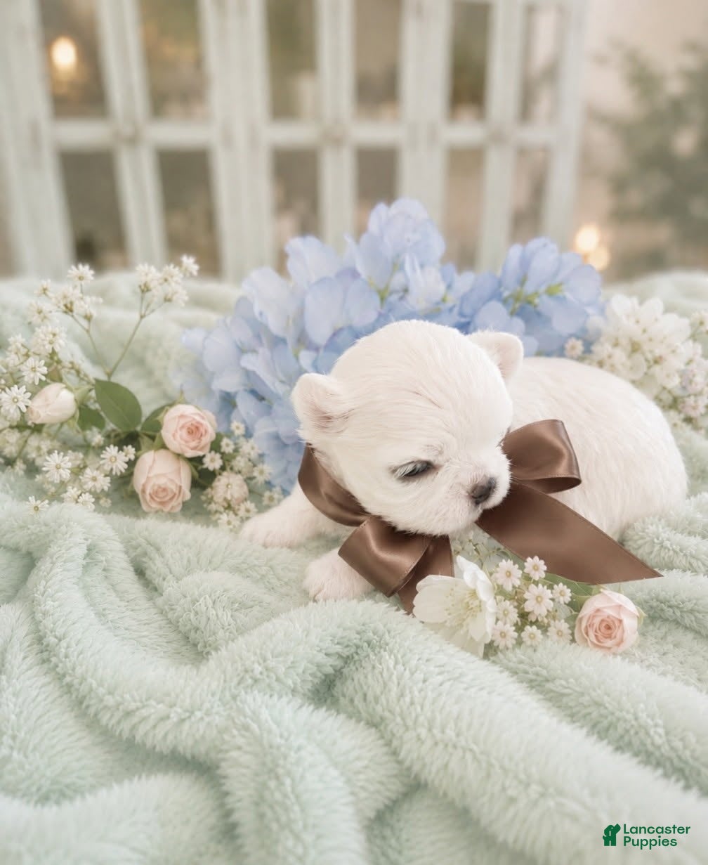 Maltipoo dogs for sale: Korean Maltipoo Teacup Male 1 - Ad 1