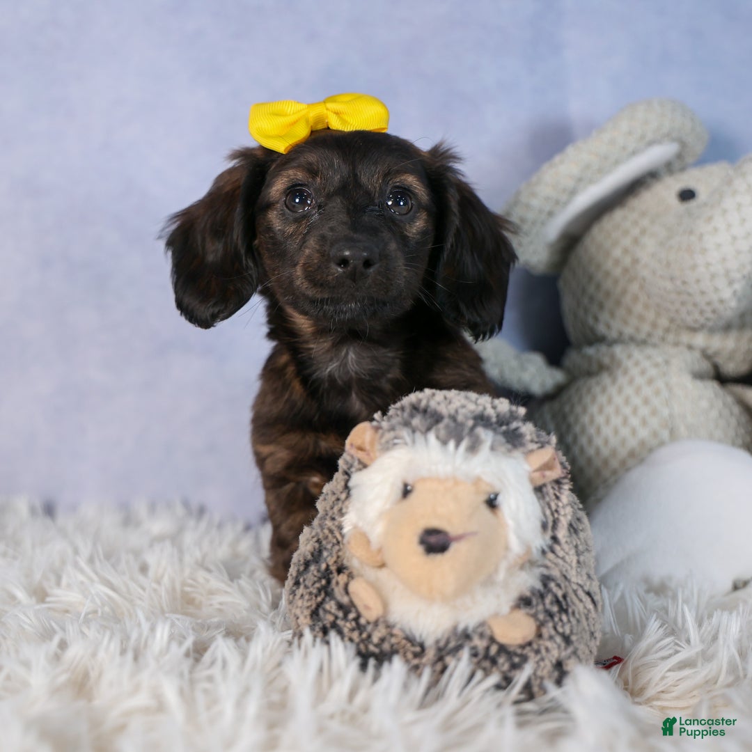 Miniature Dachshund dogs for sale: Cupcake - Ad 10