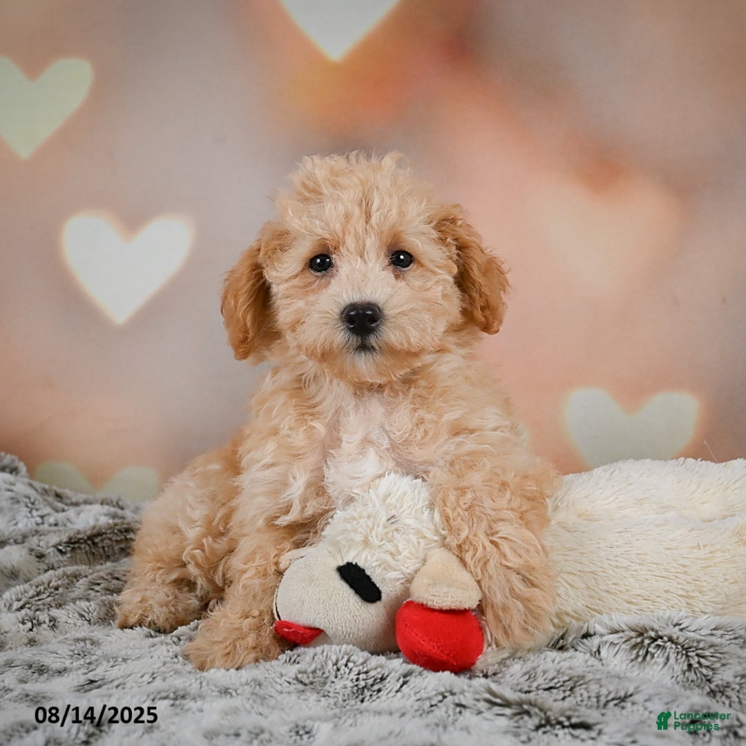 Bichpoo dogs for sale: Jenny - Ad 3