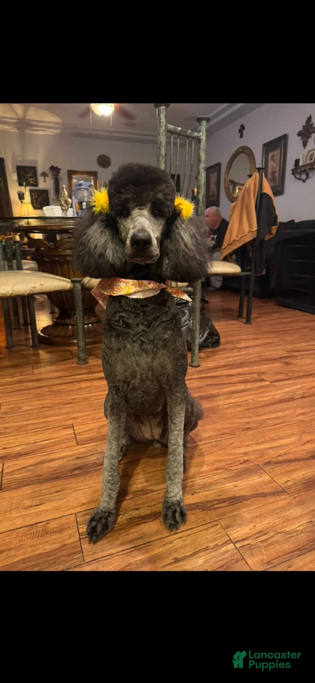 Goldendoodle dogs for sale: Goldendoodle 2 - Ad 3