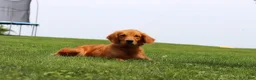 Golden Retriever dogs for sale: Smoker - Ad 6