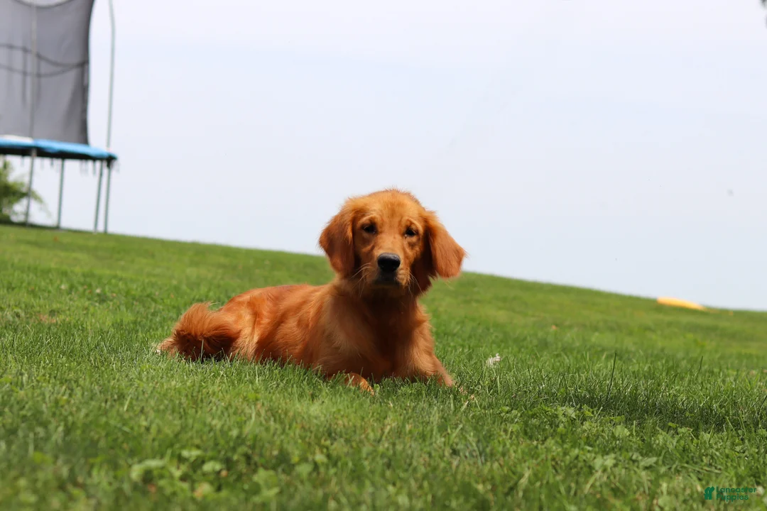 Golden Retriever dogs for sale: Smoker - Ad 6