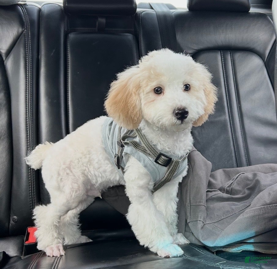 Miniature Poodle dogs Miniature poodle Max - Ad 3