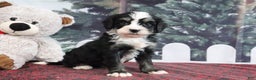 Mini Bernedoodle dogs for sale: Trisha - Ad 4