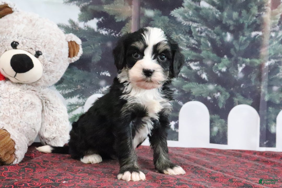 Mini Bernedoodle dogs for sale: Trisha - Ad 4