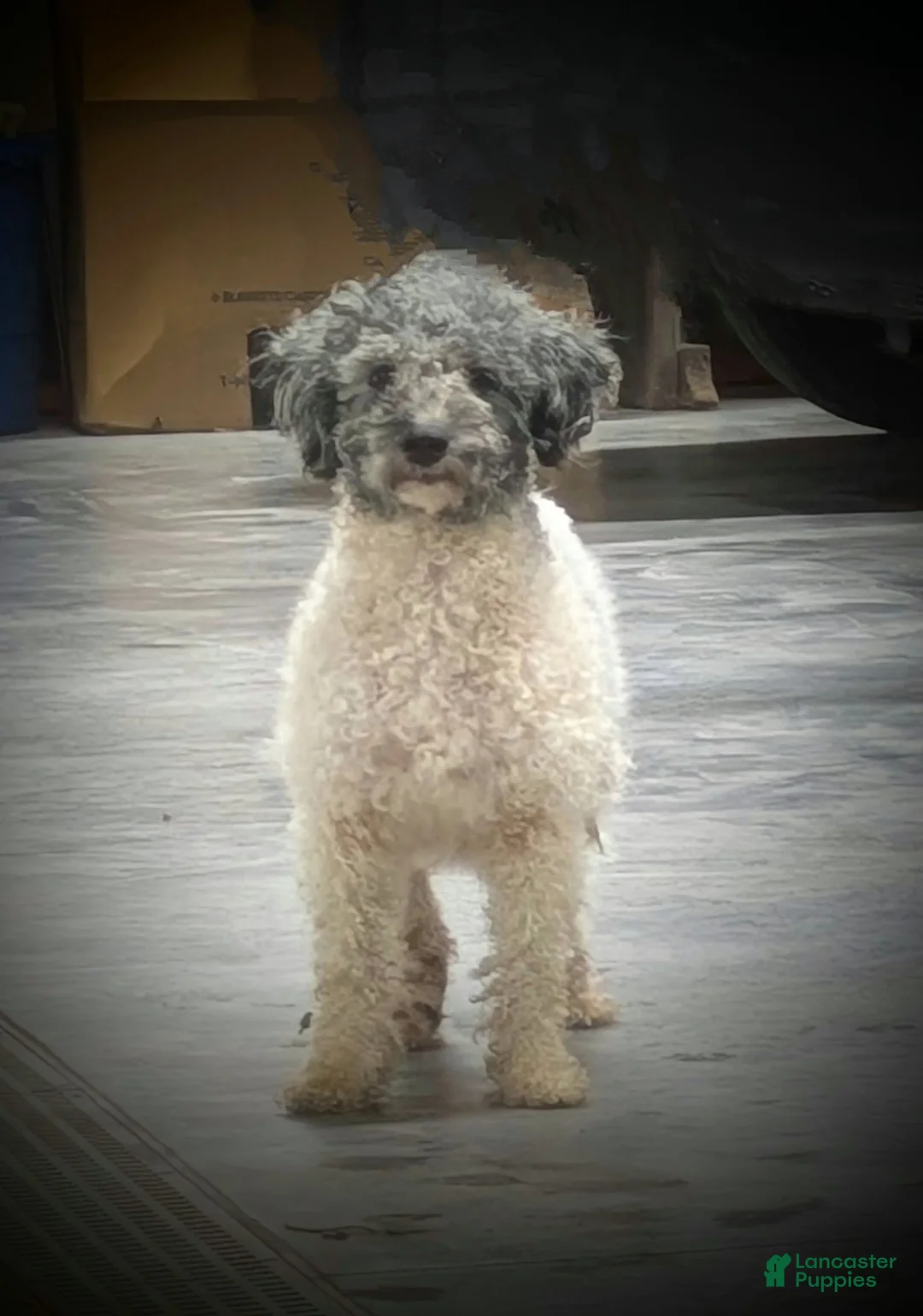 Havapoo dogs for sale: Rascal - Ad 3