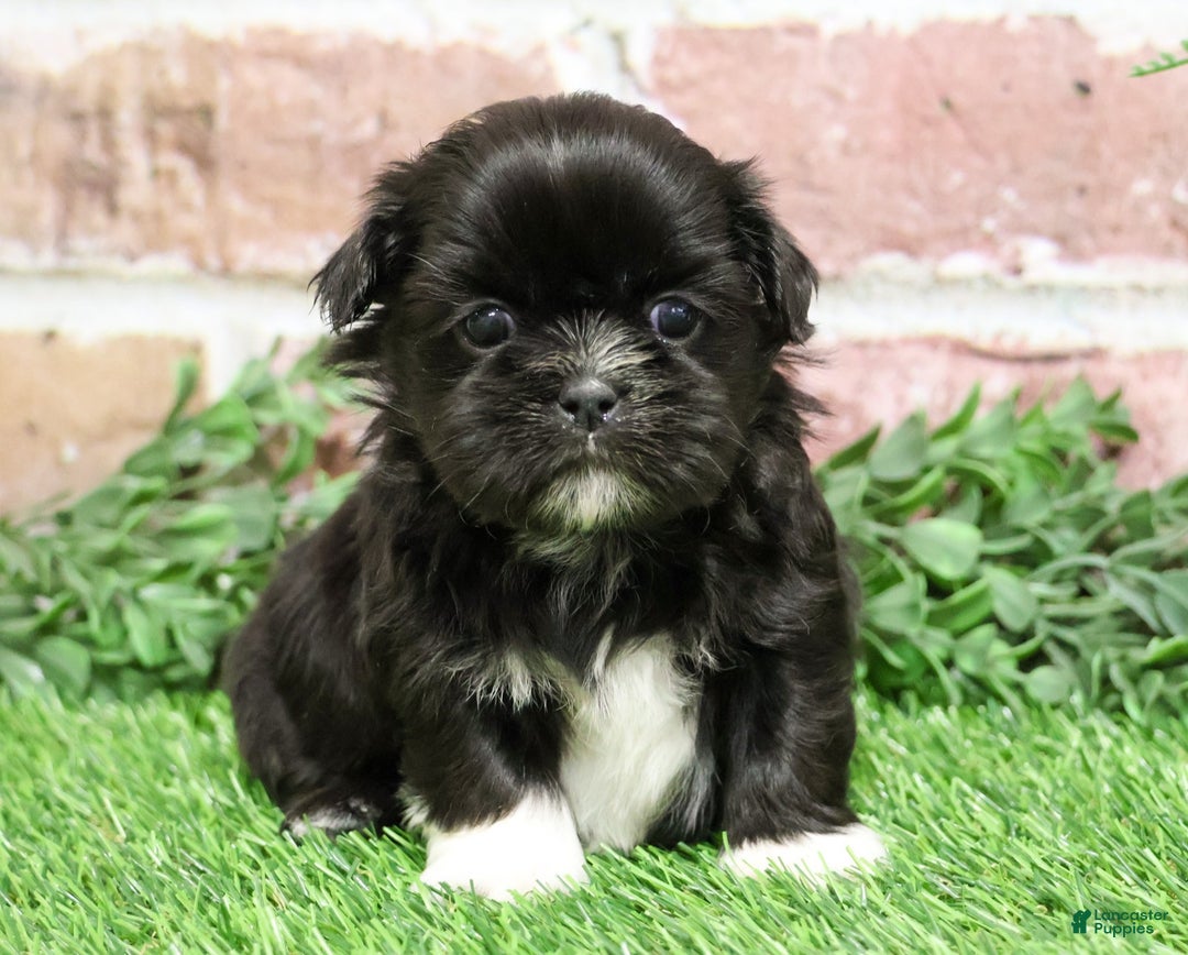 Shih Tzu dogs for sale: Harper - Ad 4