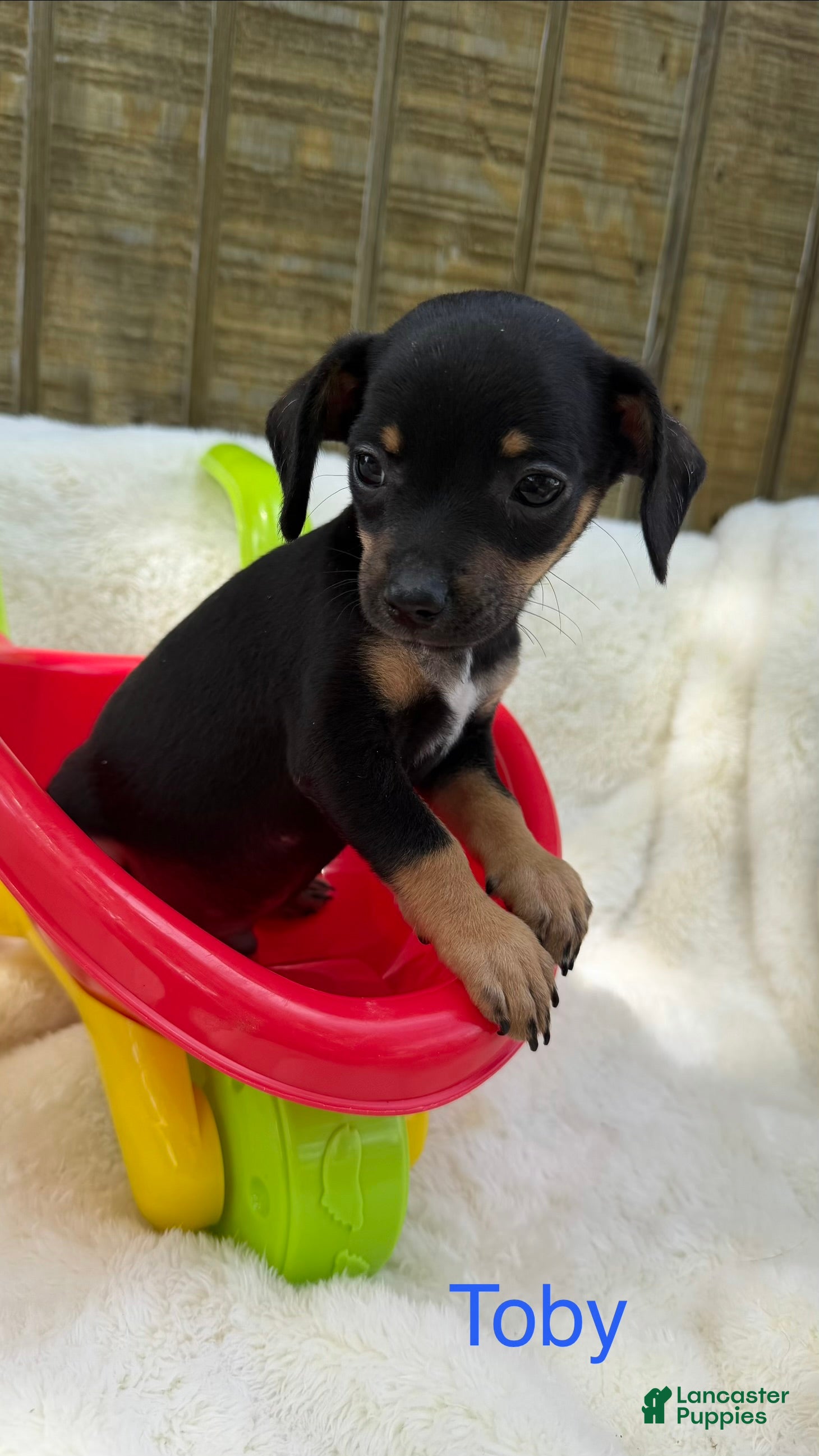 Chihuahua dogs Chihuahua Puppy 2 - Ad 1