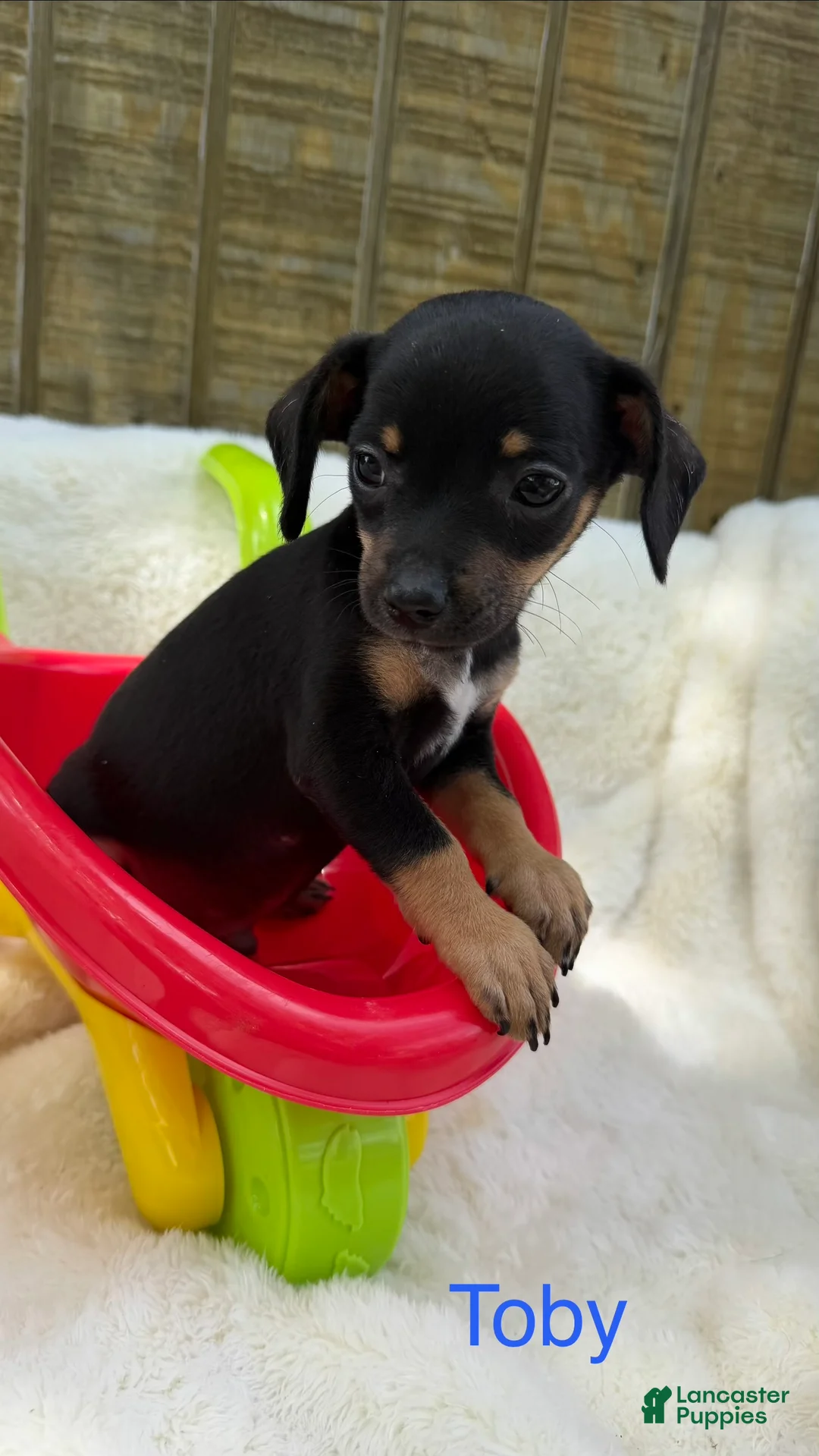 Chihuahua dogs for sale: Chihuahua Puppy 2 - Ad 1