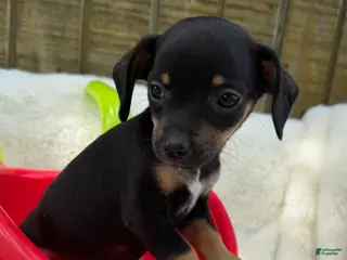 Chihuahua dogs for sale: Chihuahua Puppy 2 - Ad 4