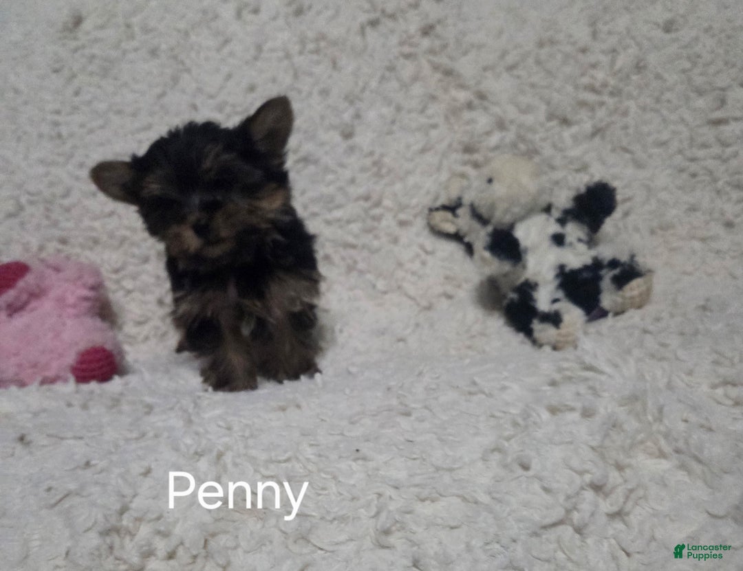 Yorkshire Terrier dogs for sale: Penny - Ad 6