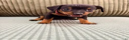 Miniature Pinscher dogs for sale: Luke - Ad 6