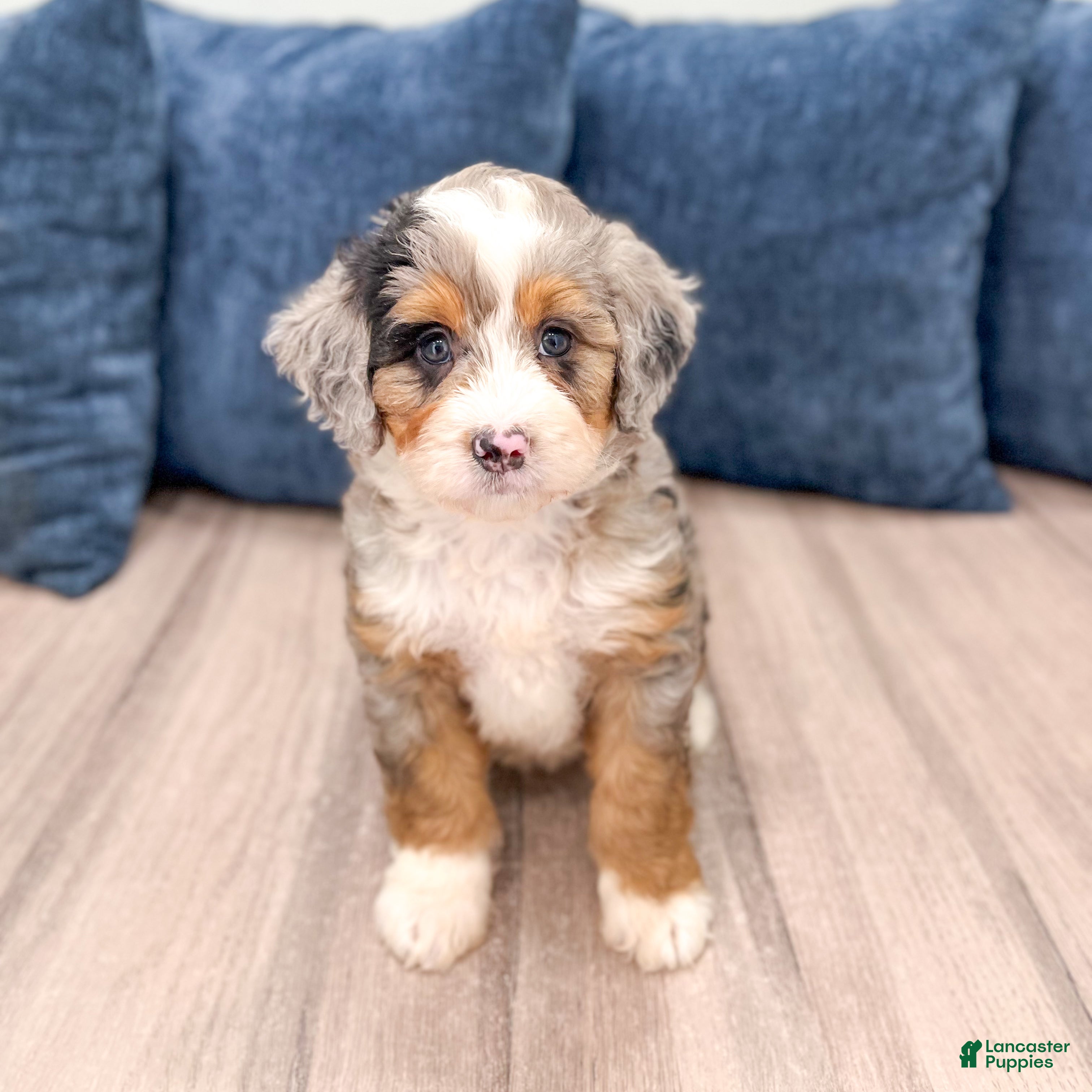 Mini Bernedoodle dogs for sale: Basil - Ad 7
