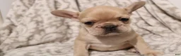 French Bulldog dogs for sale: Luna - Ad 3