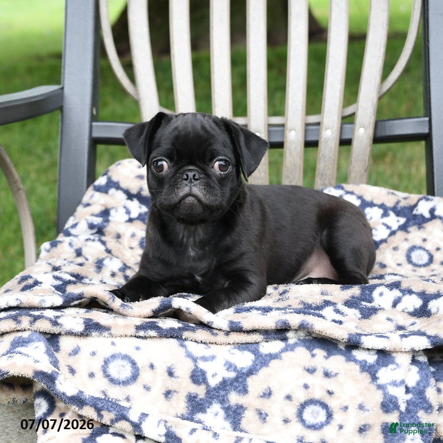 Pug dogs Adrian - Ad 2
