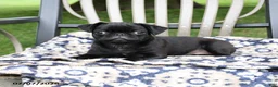 Pug dogs for sale: Adrian - Ad 2