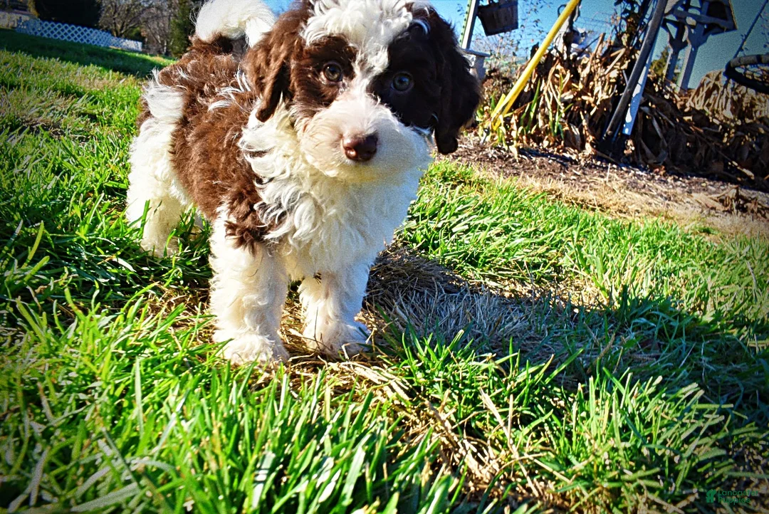 Havapoo dogs for sale: Sunny - Ad 61