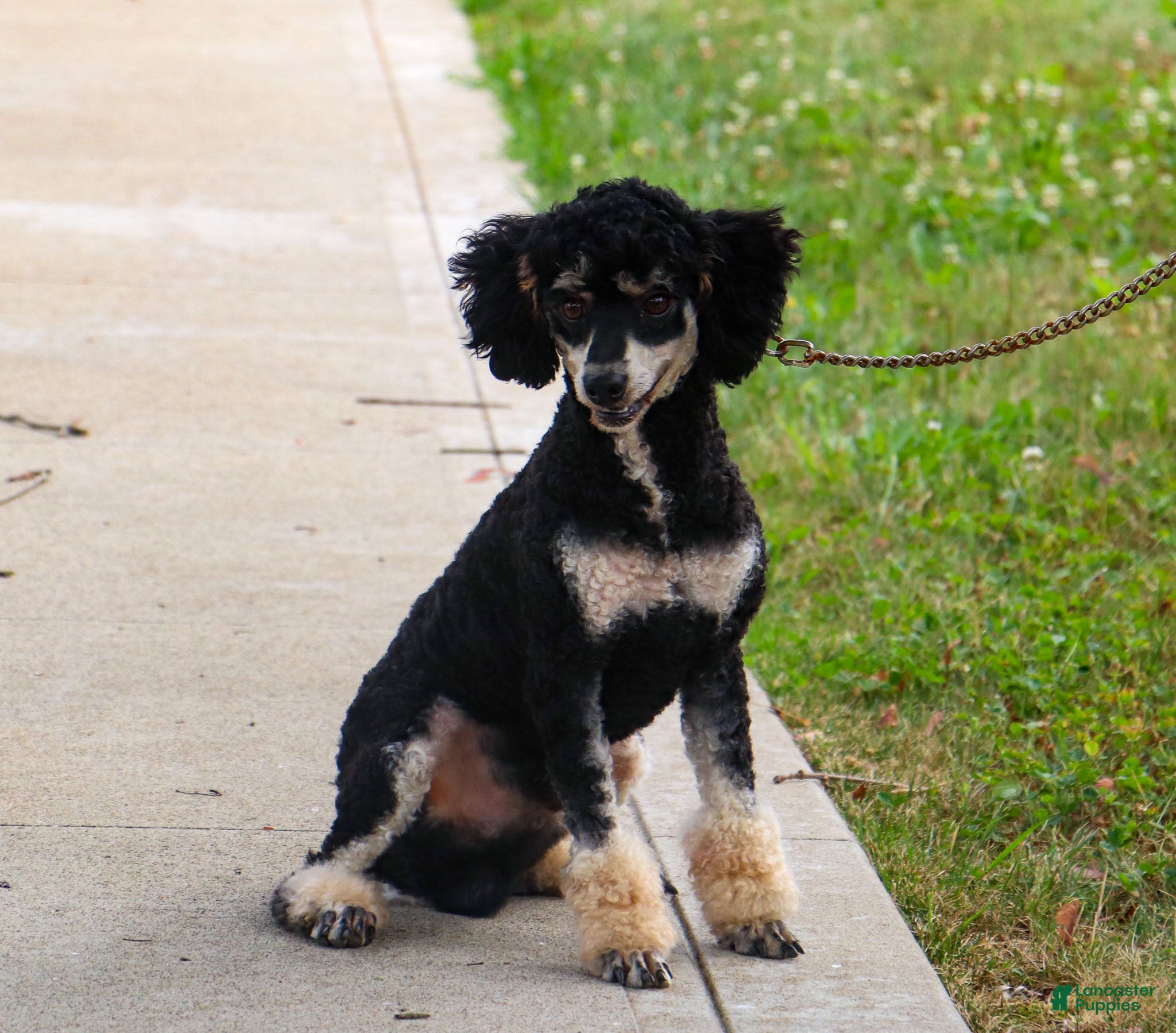 Miniature Poodle dogs for sale: Knight - Ad 2