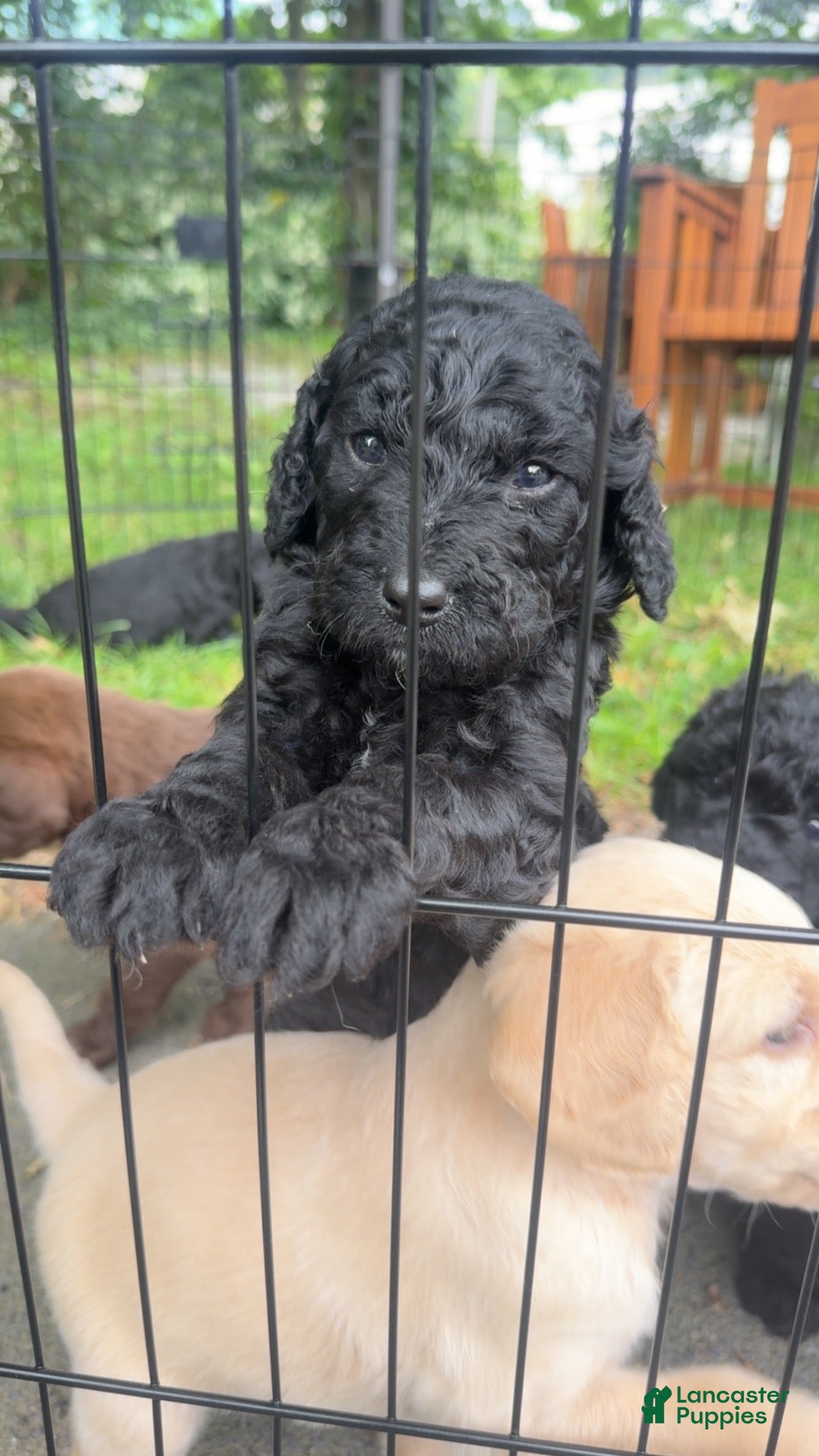 Double Doodle dogs Double Doodle 1 - Ad 15