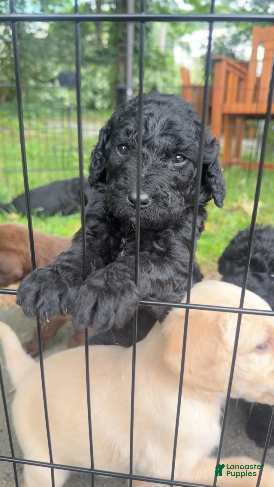 Double Doodle dogs for sale: Double Doodle 1 - Ad 1