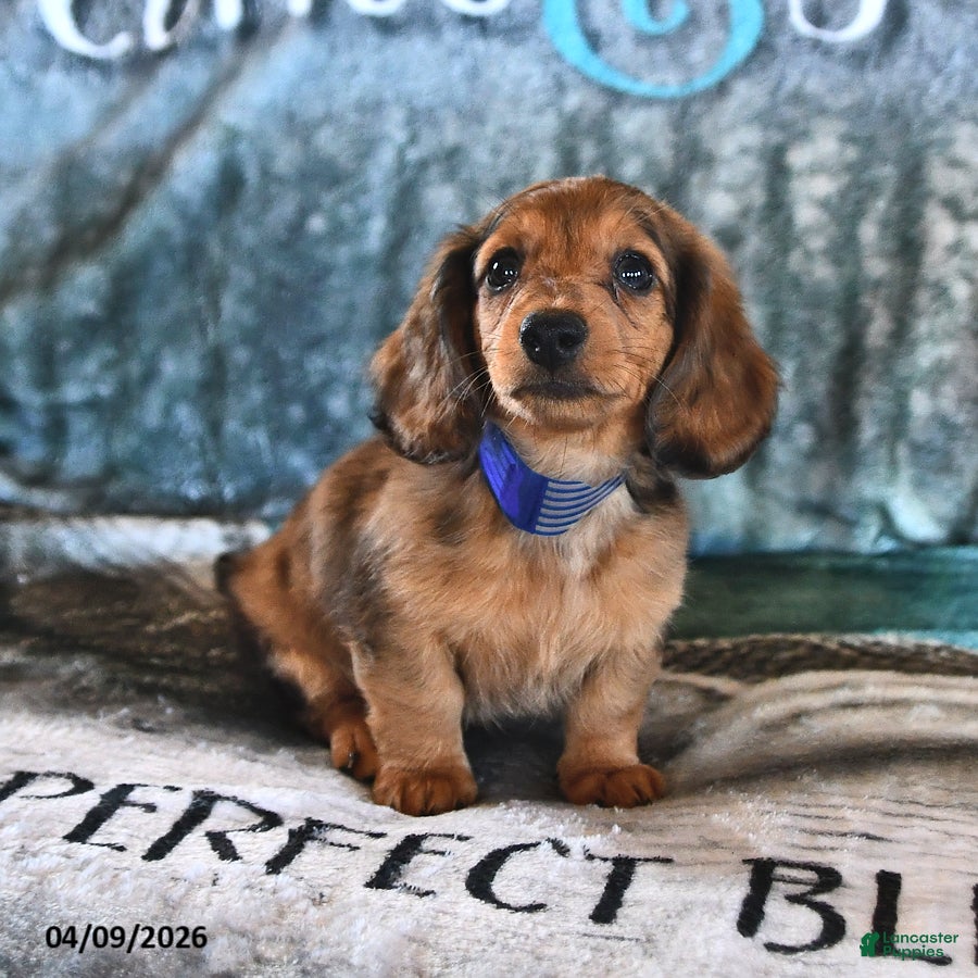 Miniature Dachshund dogs Chance - Ad 2