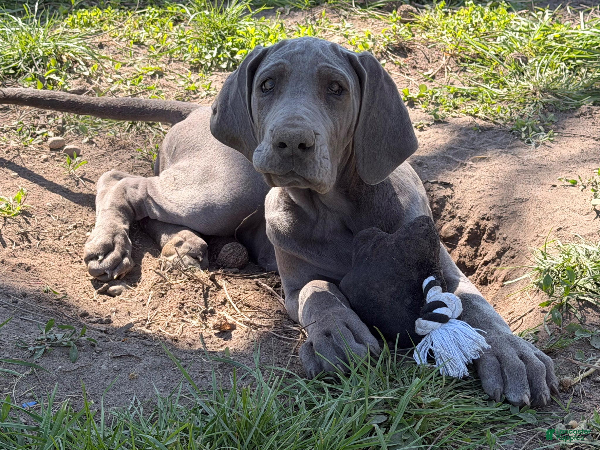 Great Dane dogs Emma  - Ad 1