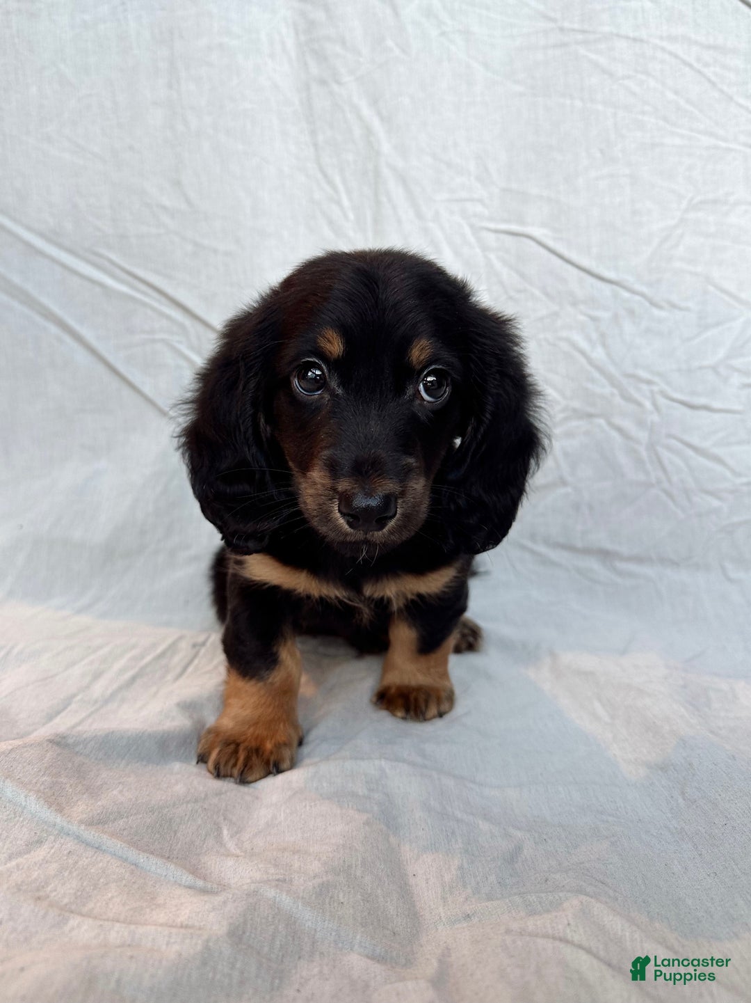Miniature Dachshund dogs for sale: Dante - Ad 3