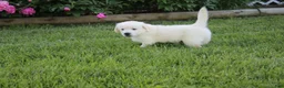 Golden Retriever dogs for sale: Casper - Ad 5