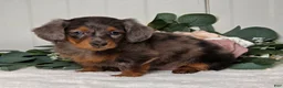 Miniature Dachshund dogs for sale: Jasmine - Ad 7