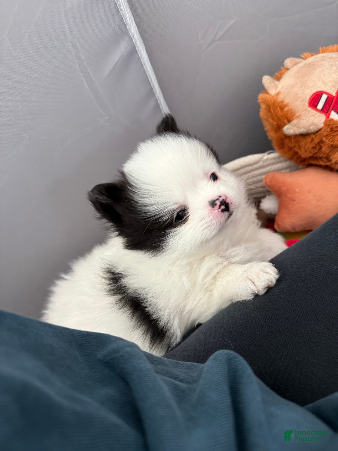 Pomeranian dogs for sale: Pomeranian Puppy 2 - Ad 4