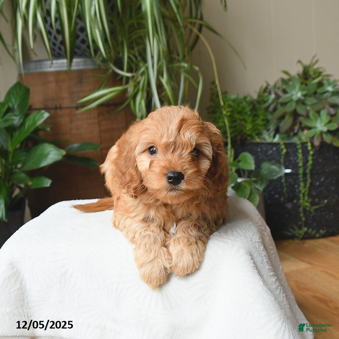 Cavapoo dogs for sale: Lincoln - Ad 4