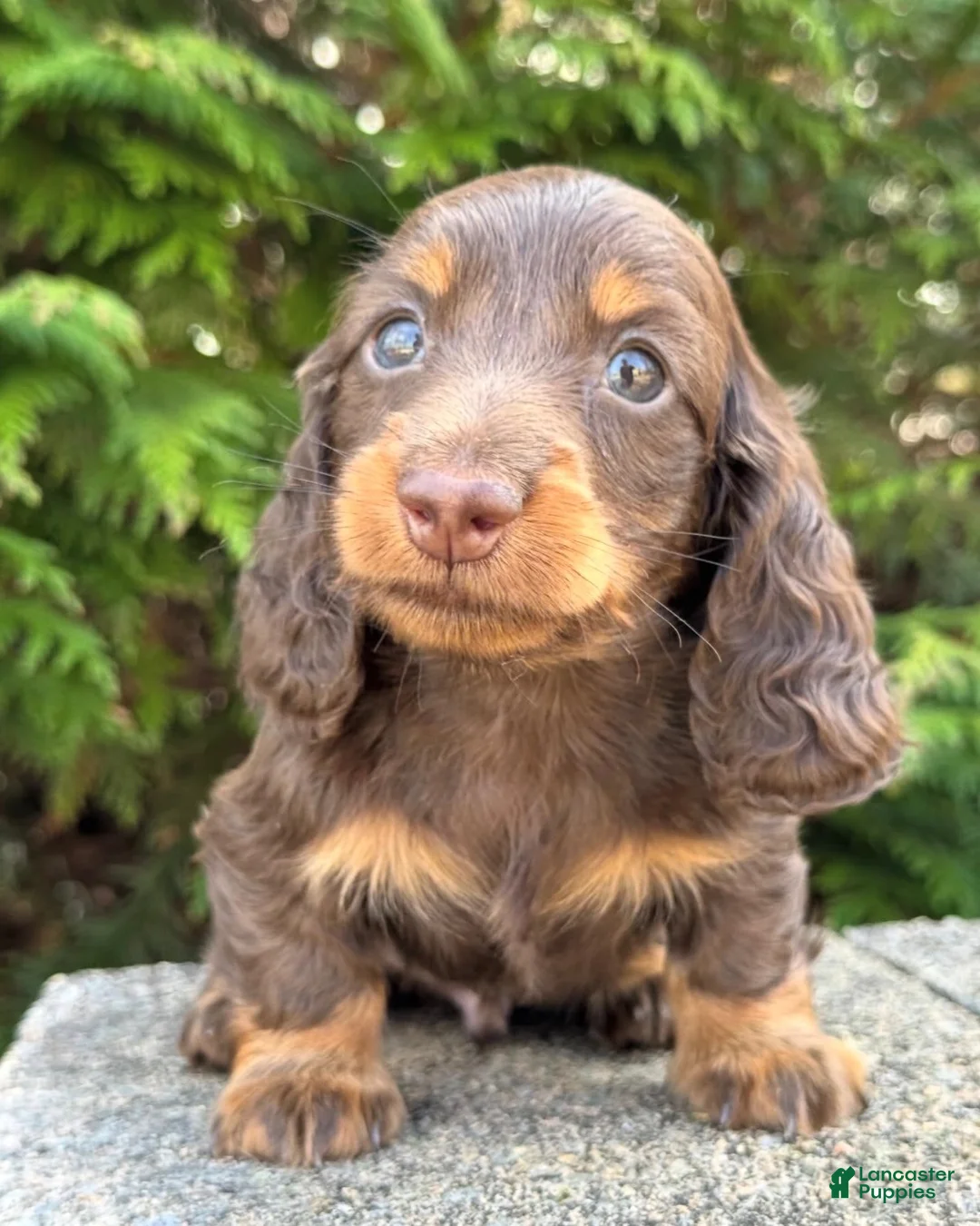 Miniature Dachshund dogs for sale: Milo - Ad 2
