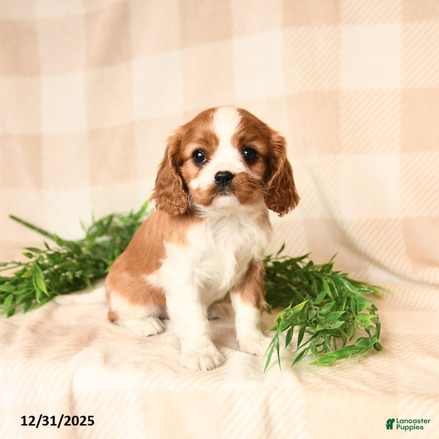 Cavalier King Charles Spaniel dogs Gretta - Ad 2